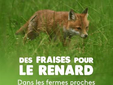 Des fraises pour le renard