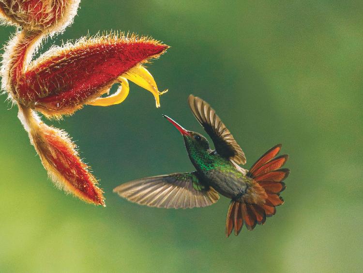 Festival de l'oiseau et de la nature