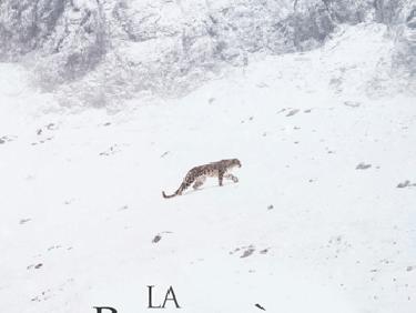 La panthère des neiges