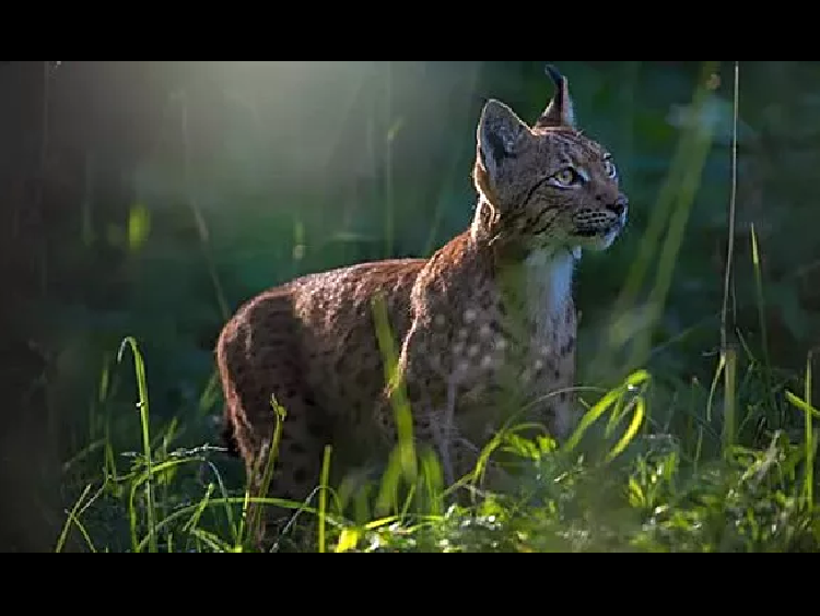 LYNX Avant-première