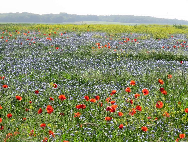 Messicoles, les sauvages des champs