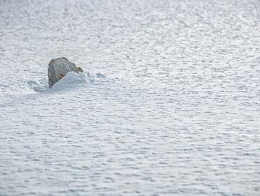 Projection/échange : Nouvelles Echappées Blanches